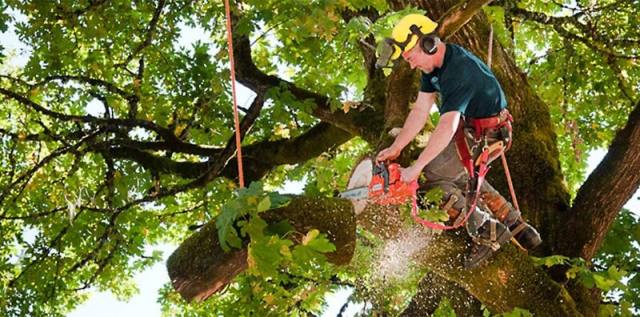 Silver Tree Services-Tree Trimmer Woodstock GA